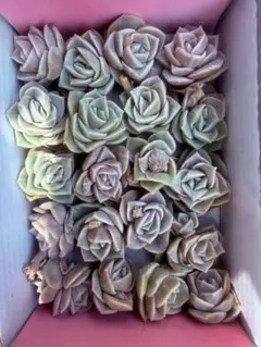 レ*ー様 A0066　ラブリーローズ　20苗セット　多肉植物　カット苗　エケベリ