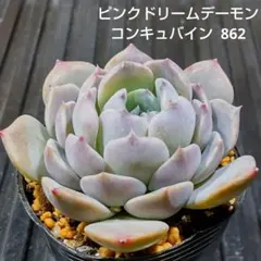 ピンクドリームデーモンコンキュバイン 862 エケベリア 多肉植物 抜き苗