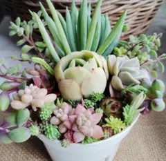 ✾多肉植物・ミニ寄せ植えセット✾　セダム＆エケベリア＆センペルビウムなど