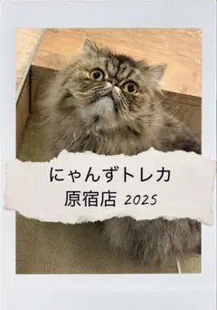 猫カフェmocha にゃんずトレカ どきどきバレンタイン 羽生店 - メルカリ