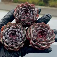 藍色妖姫　単頭　多肉植物　エケベリア