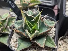 2025年最新】アガベ豆豆龍の人気アイテム - メルカリ