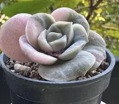 ❤️専用出品❤️ラブリーローズ錦　　　　　　　　　　❤️お値打ち品③❤️ 2025年最新】ラブリーローズ錦の人気アイテム - メルカリ