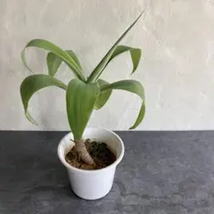 多肉植物】【塊根植物】【観葉植物】 フィカス バンビーノ 盆栽味が