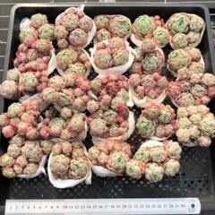 Top 多肉植物 2026-0324-MLJP015 セット エケベリア