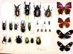 国産甲虫大量セット カミキリ コガネ タマムシ オサムシ他 200体over