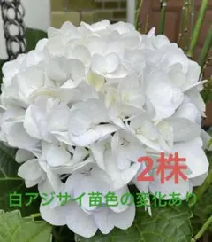 ✤ 白アジサイ ✤ 挿し穂 3本 ⚘˖* ネコポス発送 ⚘˖* ✤ 白アジサイ ✤ 挿し穂 3本 ⚘˖* ネコポス発送 ⚘˖* - メルカリ