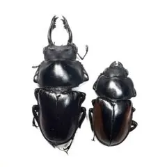 ギラファノコギリクワガタ ケイスケ フローレス島 飼育品 3♂ 昆虫標本