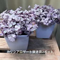 2025年最新】多肉 植物 エケベリアの人気アイテム - メルカリ