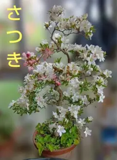 さつき　鉢ごとのサムネイル