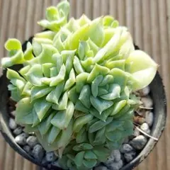 きせき様 リクエスト 2点 まとめ商品