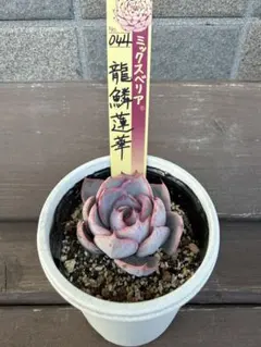 2026年最新】龍鱗蓮華の人気アイテム - メルカリ