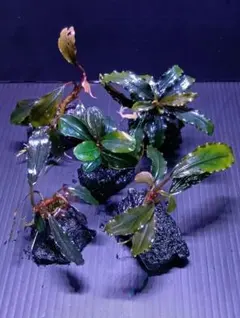2026年最新】bucephalandra sp. ghost kalimantanの人気アイテム