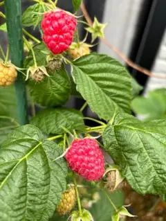 ラズベリー苗 Tulameen（トゥラミーン）新苗 ③ トゥラミーン