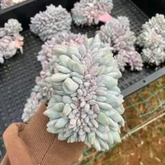Top【選抜株】多肉植物　13210氷と火　10個　鉢無し/脱土 Top【選抜株】多肉植物 13210氷と火 10個 鉢無し/脱土 - メルカリ