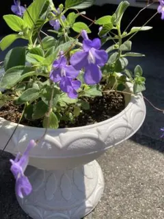 すけさん様 リクエスト 2点 まとめ商品