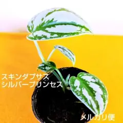 2025年最新】スキンダプサス シルバープリンセスの人気アイテム