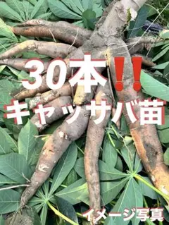 mk１００本＝キャッサバ芋、芽出し苗=キャッサバ★お試し=自由研究などに mk100本＝キャッサバ芋、芽出し苗=キャッサバ☆お試し=自由