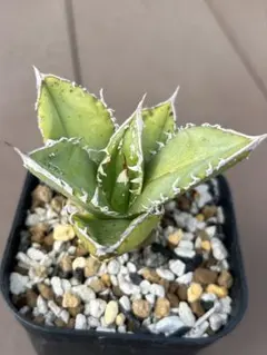 og様 リクエスト 3点 まとめ商品