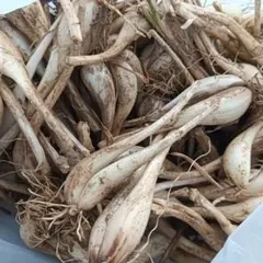 元祖！沖縄本島産！島らっきょう種苗 100本 - メルカリ