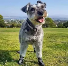 Item thumbnail for item 90b7616e-4d24-49f7-b61a-e413f7d0841e