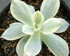 わたあめ様 リクエスト 3点 まとめ商品