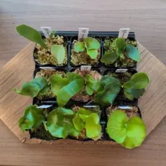 限定出品】胞子培養8株セット/ビカクシダ - メルカリ