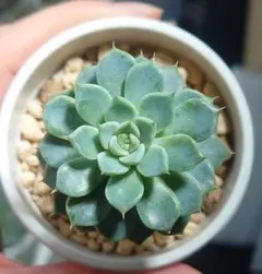 2025年最新】優木園の人気アイテム - メルカリ