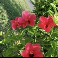 macomaco様　専用