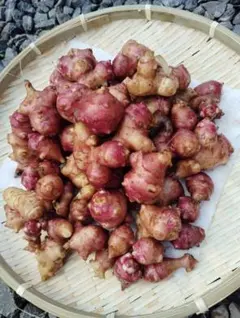 赤·白菊芋セット（洗浄済）1kg