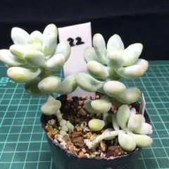 Carol様 リクエスト 2点 まとめ商品