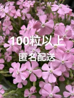 シレネ(ツルコザクラ) ライトピンク 100粒以上 匿名配送