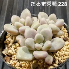 だいこん様 リクエスト 3点 まとめ商品