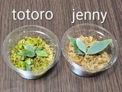 2026年最新】ビカクシダ ジェニーの人気アイテム - メルカリ