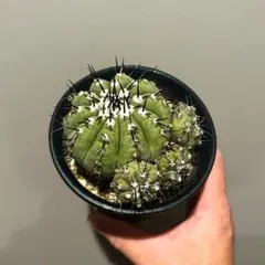 早い者勝ち特価！ 現地株 コピアポア シネレア 黒王丸 田中元将 作家鉢 コレクション株】現地株 コピアポア シネレア 黒王丸 田中元将 作家鉢