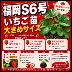 福岡S6号 いちご苗 1株 - メルカリ