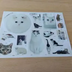 猫のデザイン シール