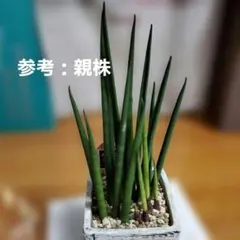 2026年最新】サンセベリアの人気アイテム - メルカリ