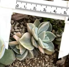 2026年最新】ラブリーローズ錦の人気アイテム - メルカリ