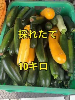 長野県産　ズッキーニ　大きめのサムネイル