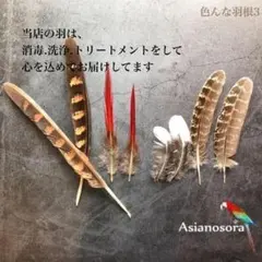 firebird 藍染 濃藍 ポロサス 名刺入れ - メルカリ