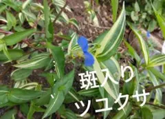 ☆エゾエンゴサク☆来年用球根30個 - メルカリ