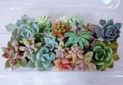 【期間限定】多肉植物 カット苗 詰め合わせ ②