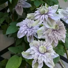 クレマチス　挿し木苗のサムネイル