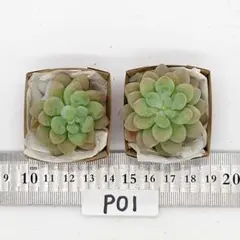 緑茶大好き！様 リクエスト 2点 まとめ商品