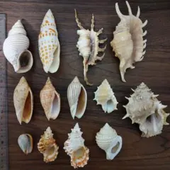 貝殻　標本　13個セット