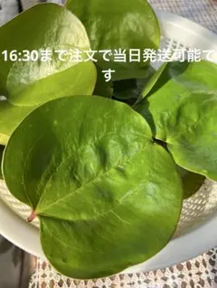 サルトリイバラの葉30枚無農薬　注文後採取発送のサムネイル