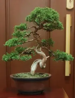 真柏盆栽！のサムネイル