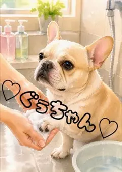 《一点限り》フレンチブルドッグ 足を洗う姿