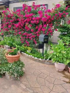 aoi様 リクエスト 2点 まとめ商品